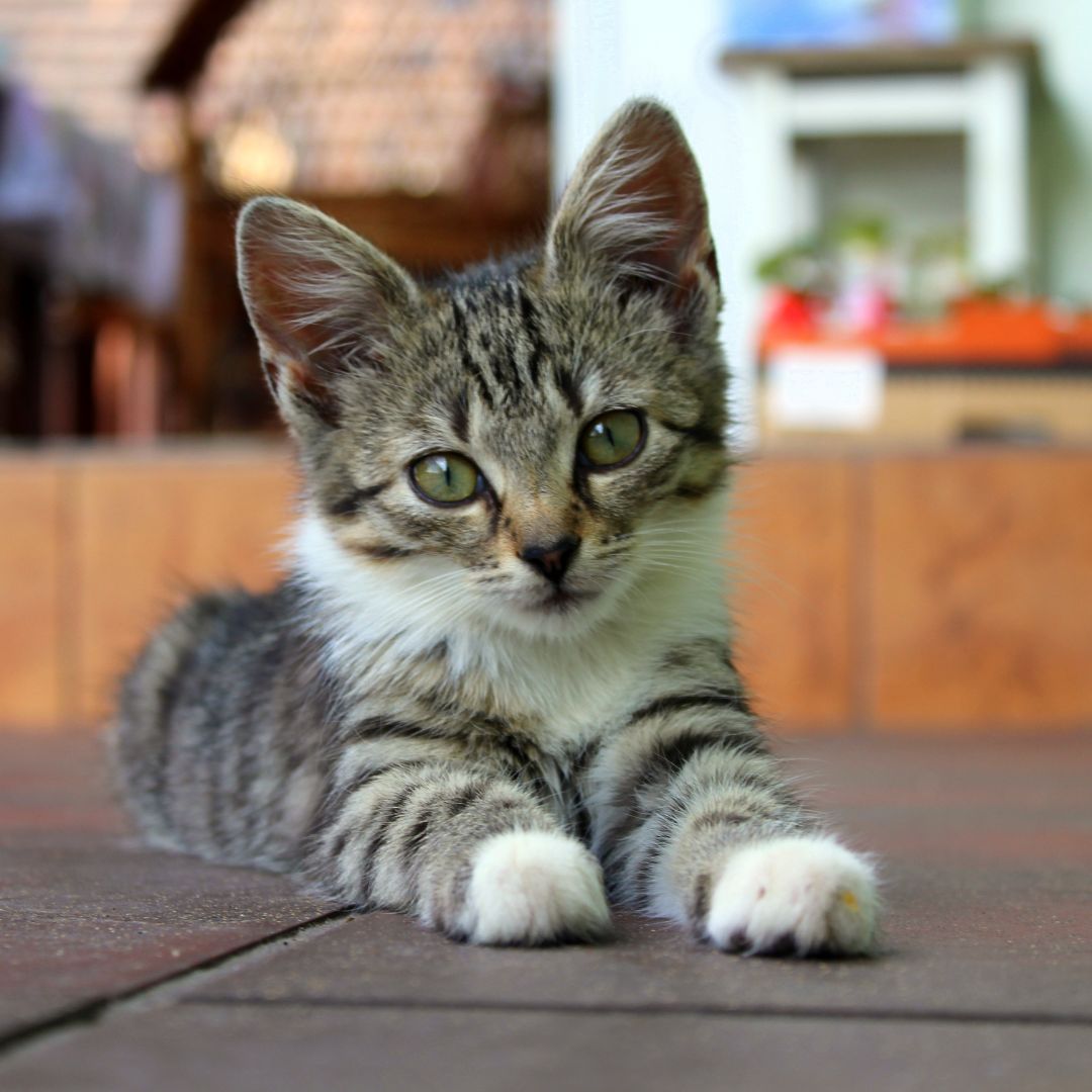 A cat lying on a tile floor