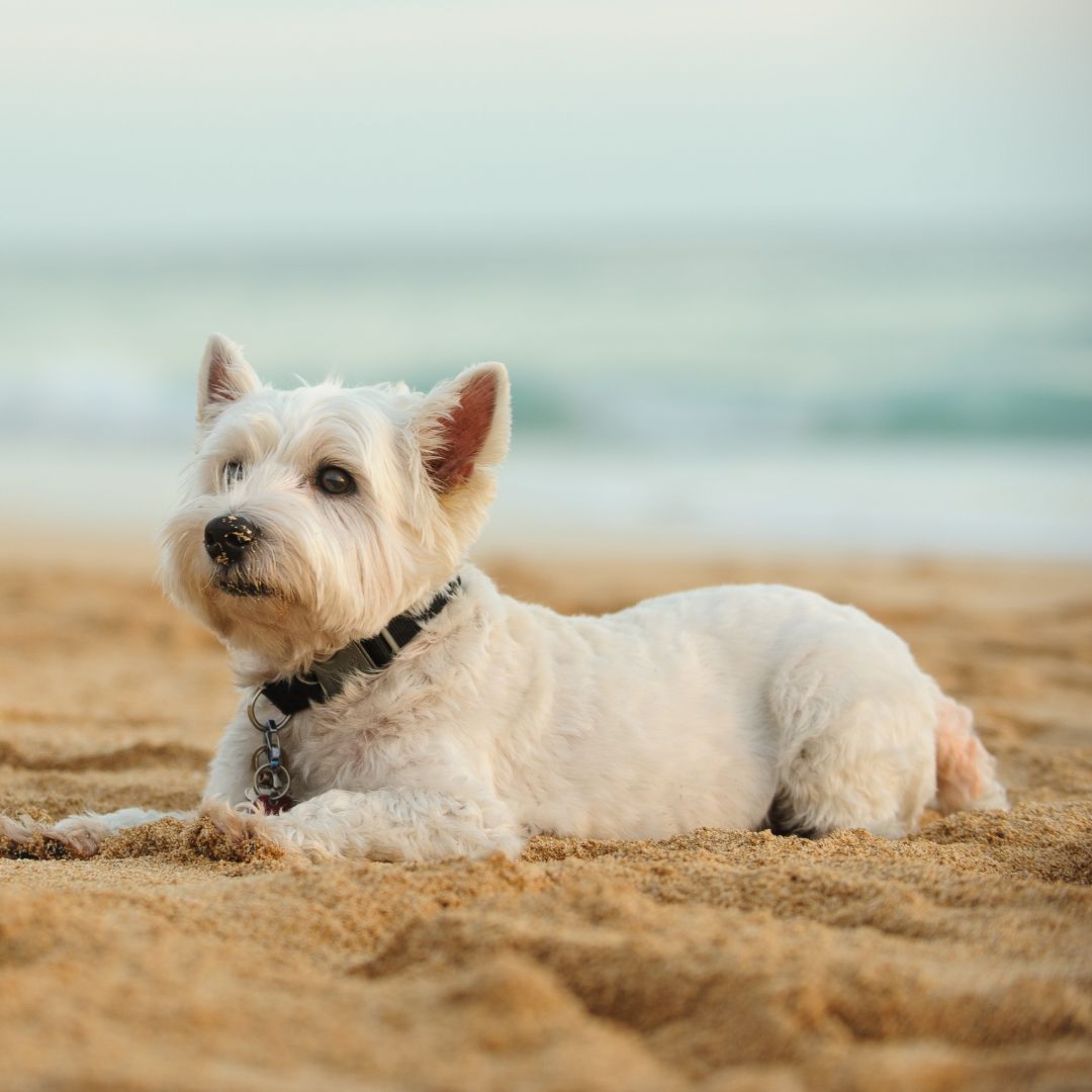 A dog lying on the sand