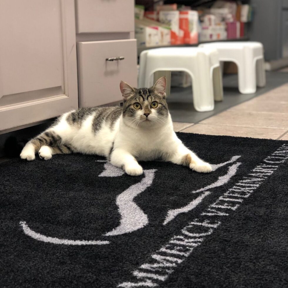 Best Vet Hospital In Commerce, TX Commerce Vet Clinic