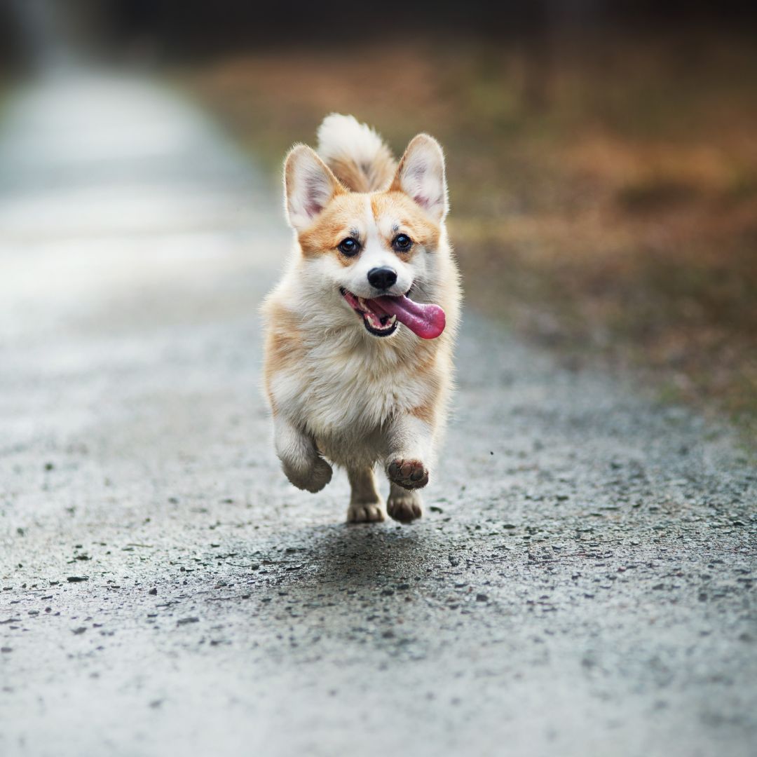 a dog running on a path