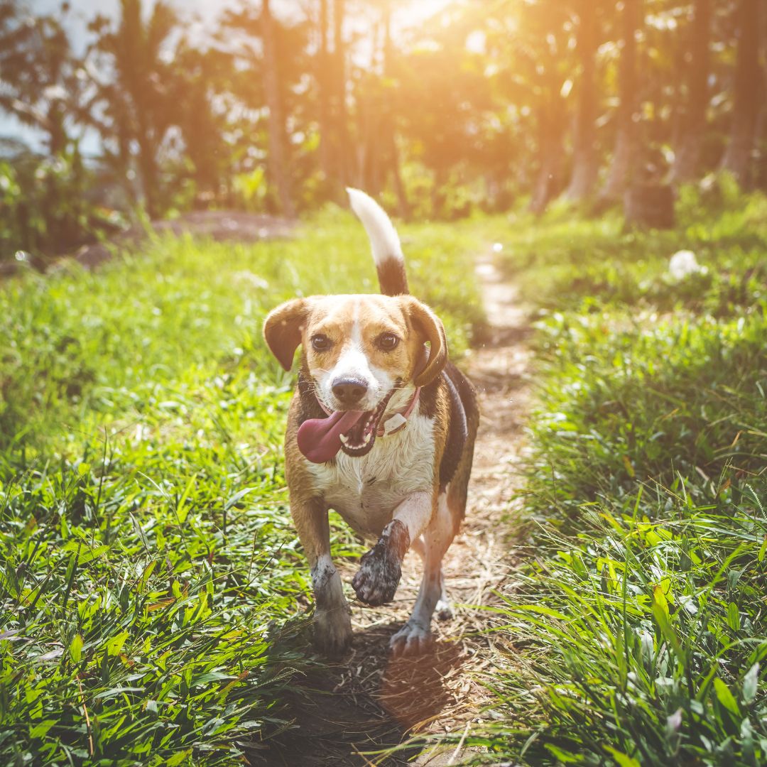 a dog running on a path in the woods