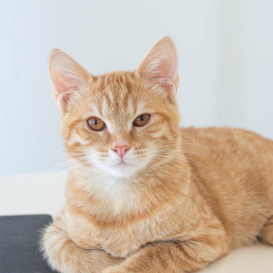 a cat lying on a surface