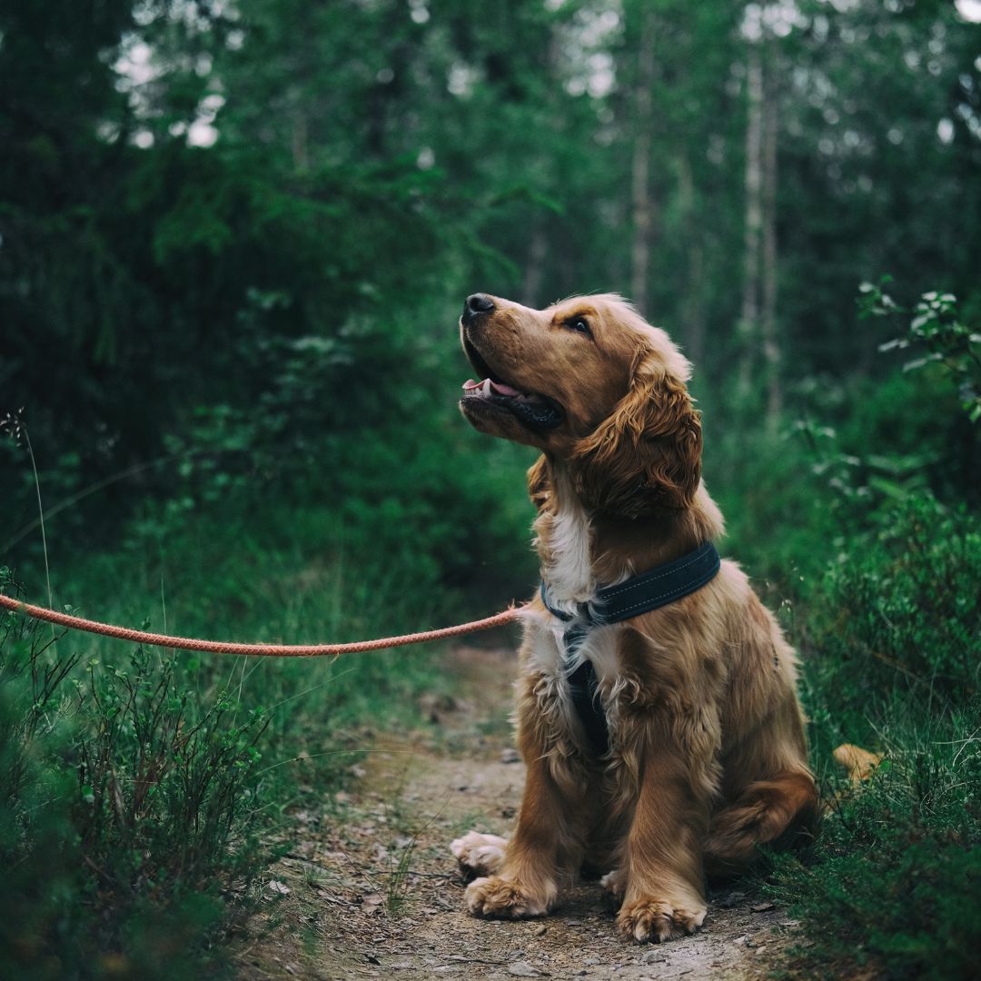 a dog on a leash in the woods