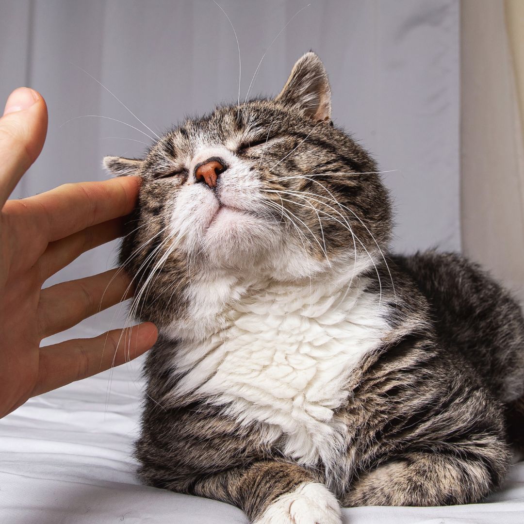 person petting senior cat